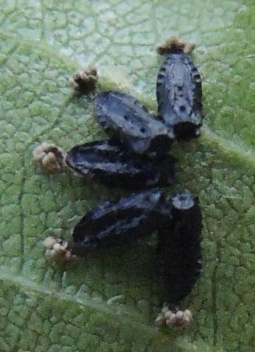 Eulophus sp.
